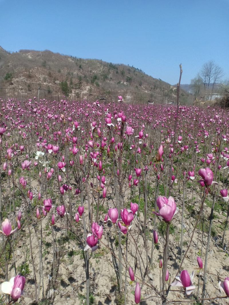 红玉兰，适合庭院栽植，苗圃定植，行道树