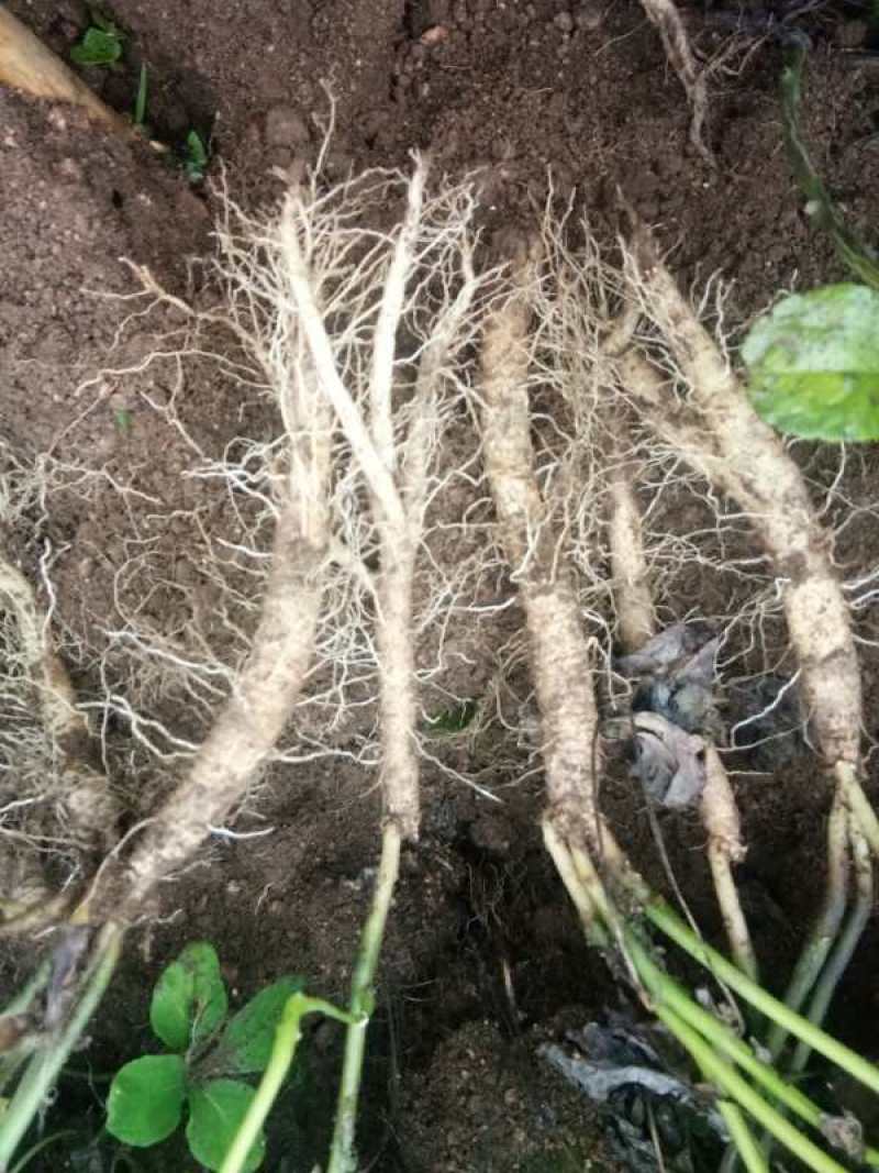 （辽宁阔叶品种）皮厚白鲜皮2年苗白鲜皮苗