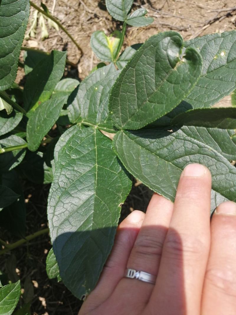 （辽宁阔叶品种）皮厚白鲜皮2年苗白鲜皮苗