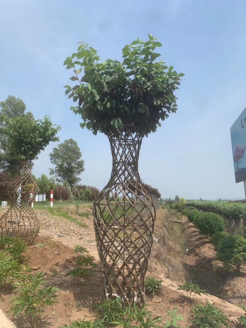紫叶稠李编织花瓶精品苗木可视频看货