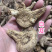 白芨正品白芨个三叉白芨白芨片干货保庆白及