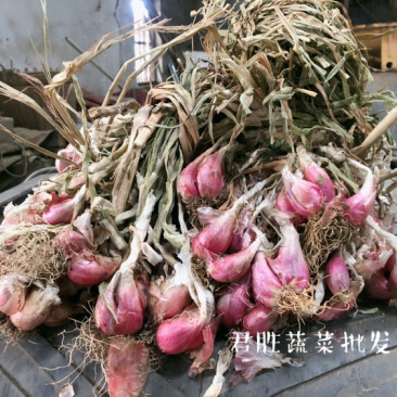 2021年云南红葱头剪好带苗均有现货