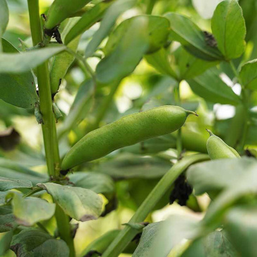 鲜蚕豆张家口崇礼蚕豆、鲜蚕豆新鲜菜豆。口感上等。闷煮炒菜