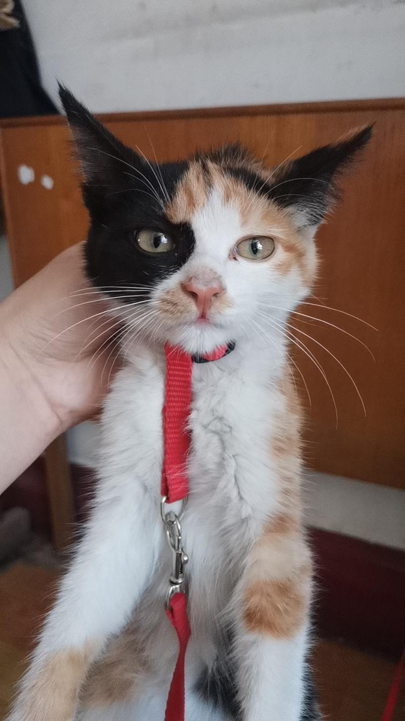 英短蓝猫幼猫猫咪活体蓝白猫美短渐层布偶猫宠物猫咪幼崽小猫