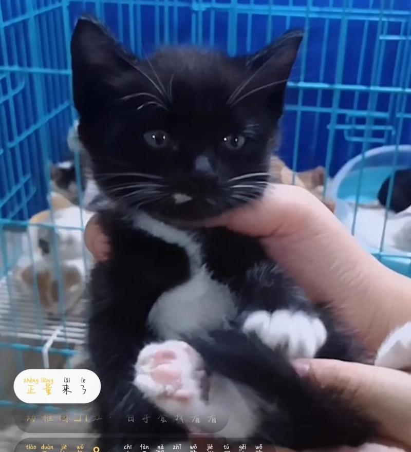 英短蓝猫幼猫猫咪活体蓝白猫美短渐层布偶猫宠物猫咪幼崽小猫