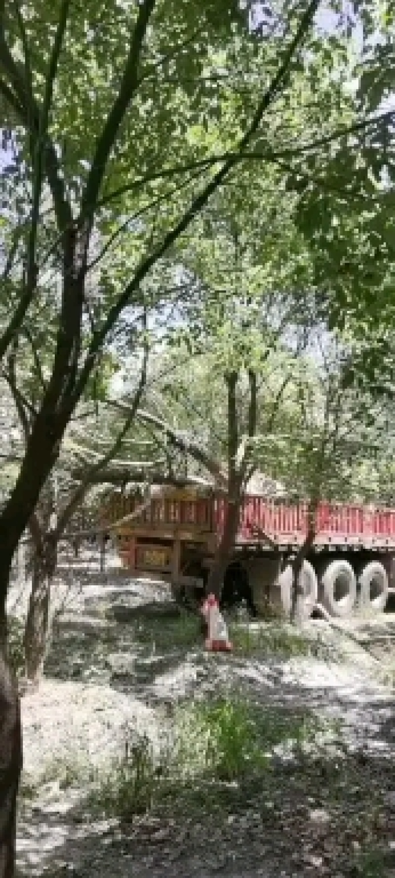 香樟树15-16-17工程苗木