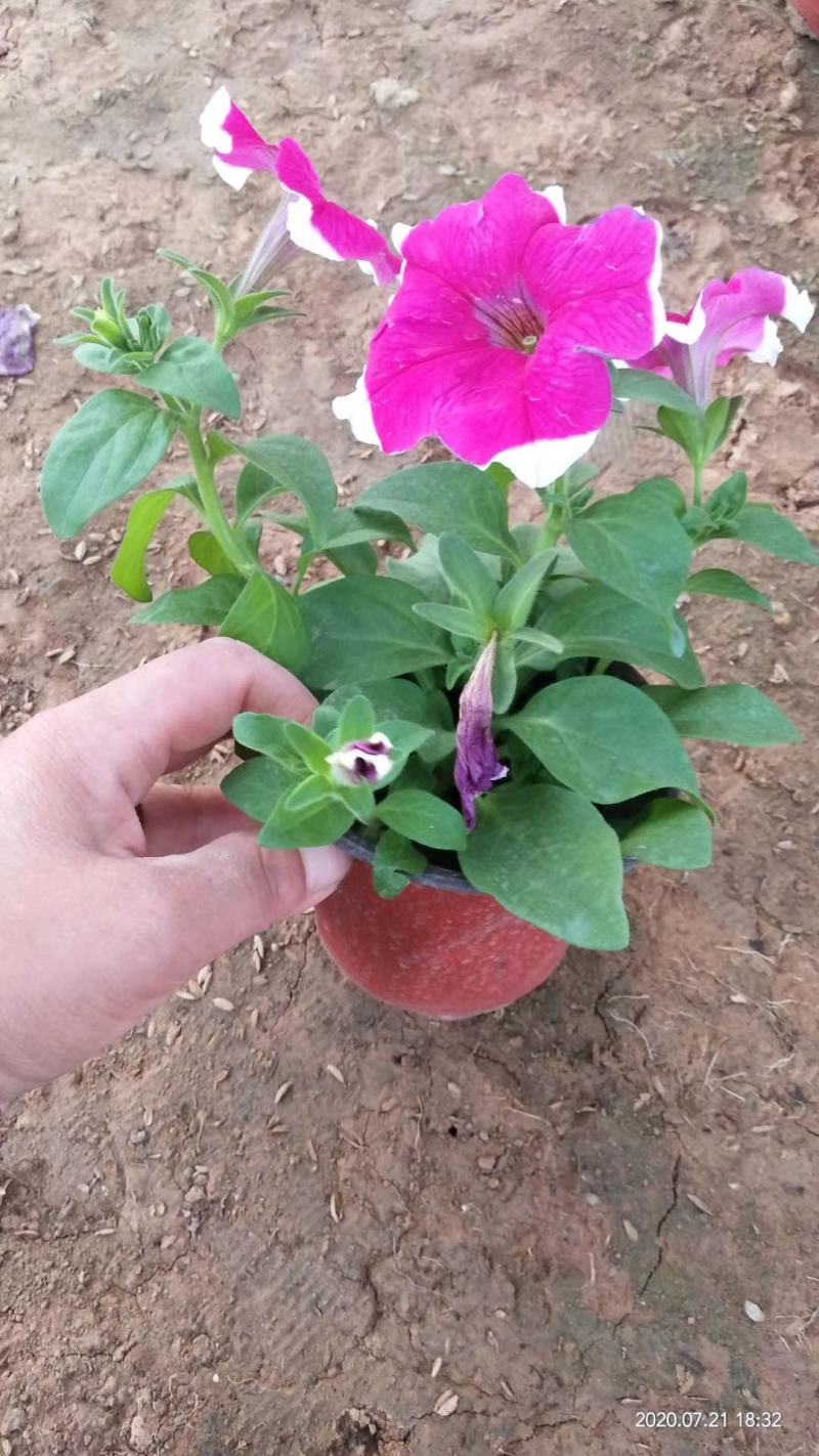 山东牵牛花基地，供应各种牵牛花，颜色多规格全质量好价格低