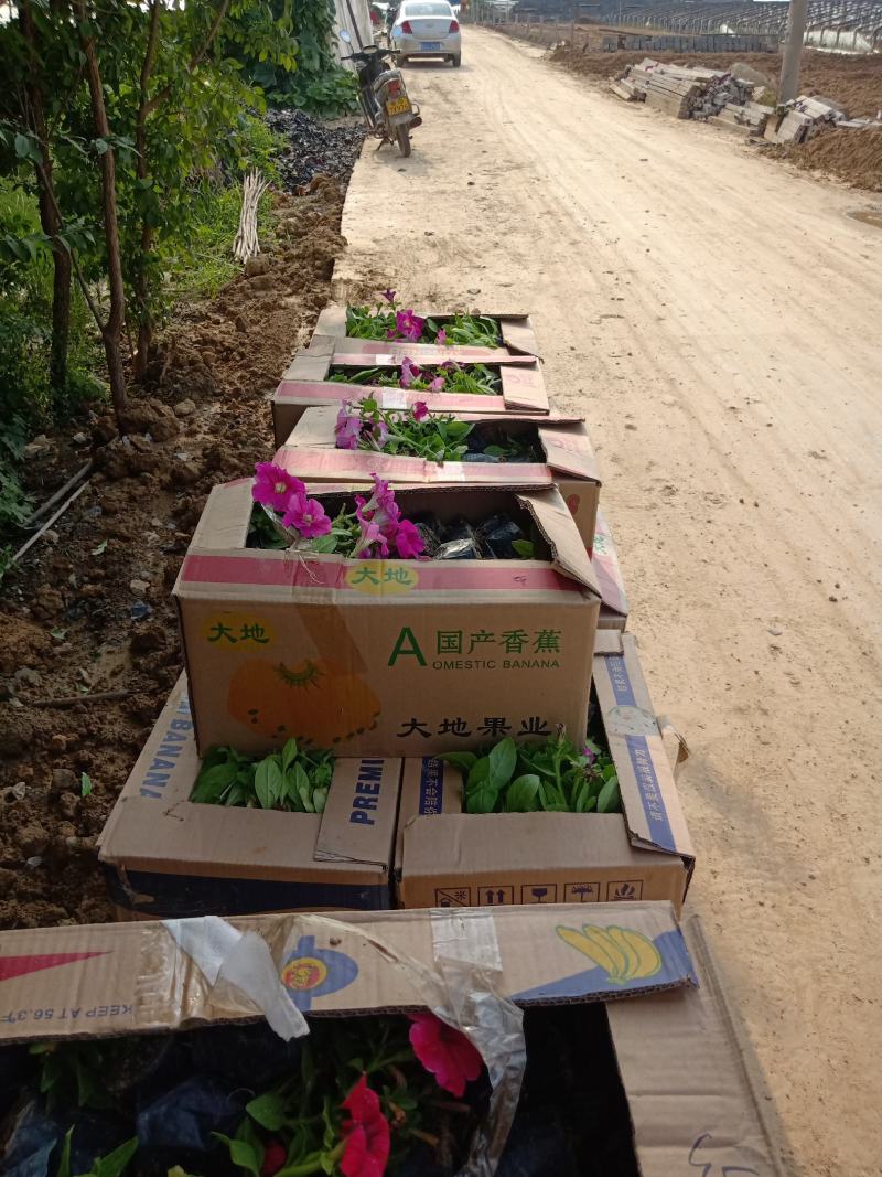 山东牵牛花基地，供应各种牵牛花，颜色多规格全质量好价格低