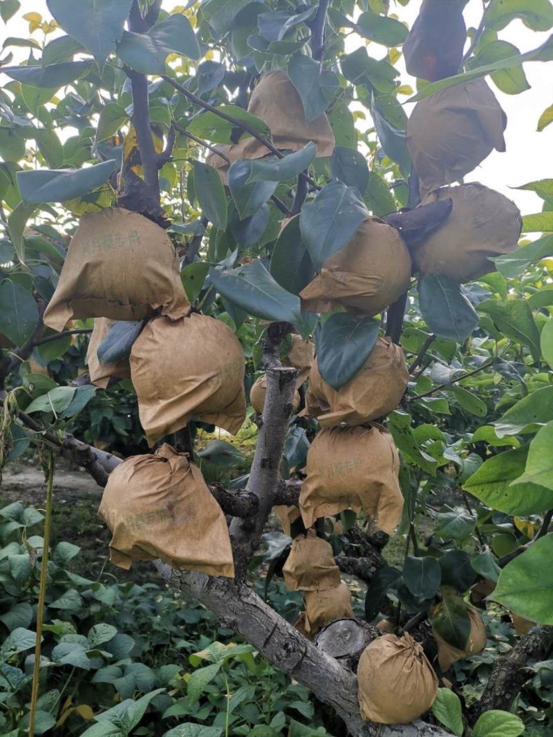 秋月梨，口感好果面金黄，适应全国各个市场客户需求