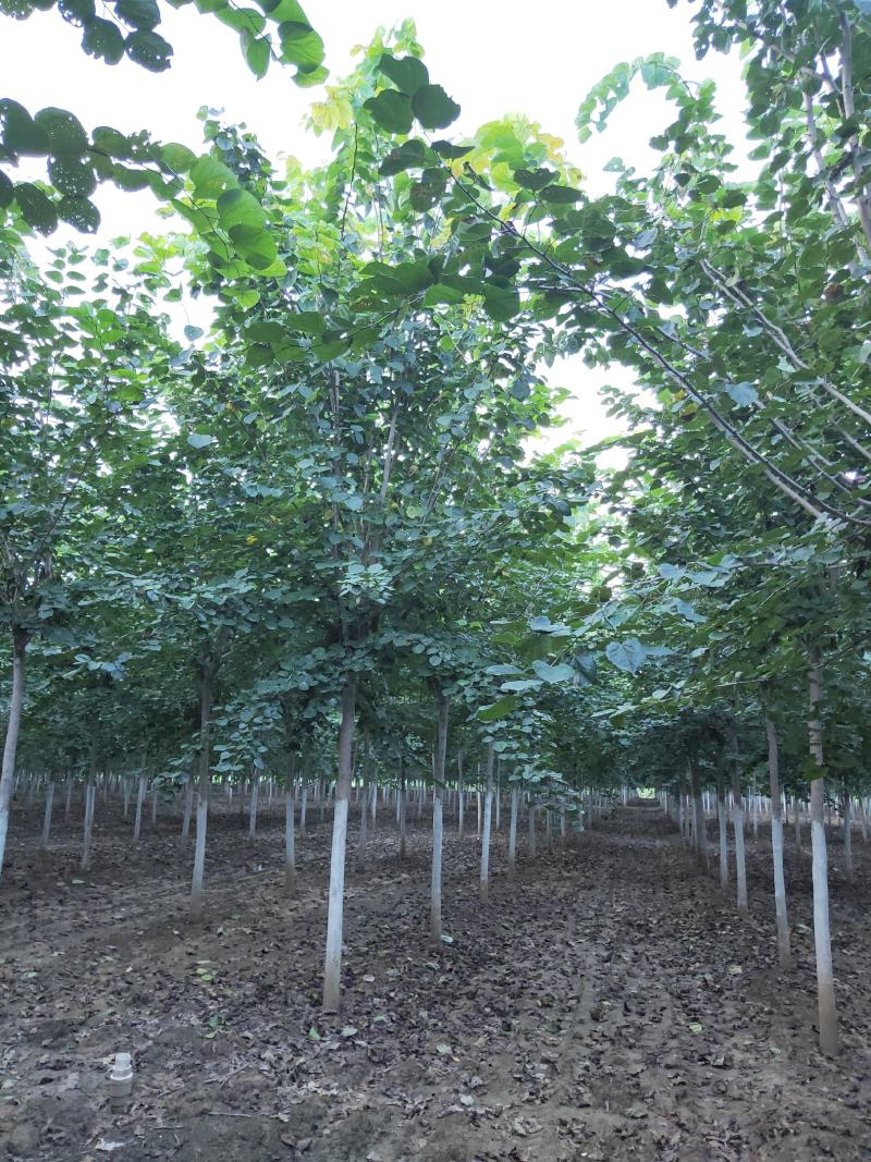 鄢陵县豫道云巨紫荆繁育基地