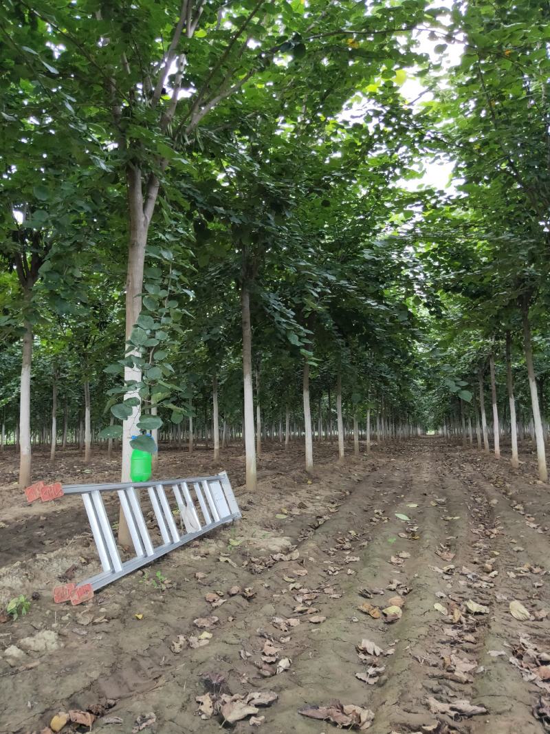 鄢陵县豫道云巨紫荆繁育基地