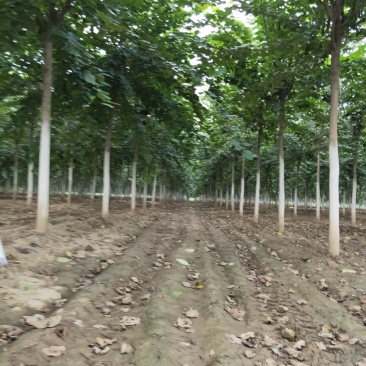 鄢陵县豫道云巨紫荆繁育基地