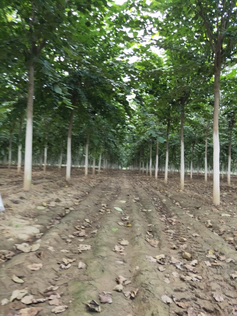 鄢陵县豫道云巨紫荆繁育基地