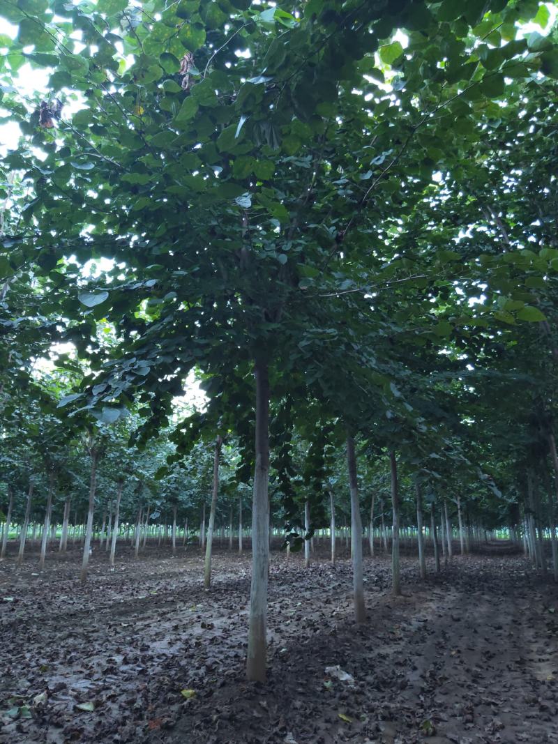 鄢陵县豫道云巨紫荆繁育基地