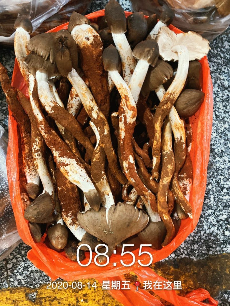 野生蘑菇，鸡枞，鸡枞油，黄老人，青头菌，粉红色老人头。