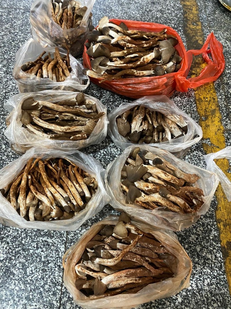 野生蘑菇，鸡枞，鸡枞油，黄老人，青头菌，粉红色老人头。