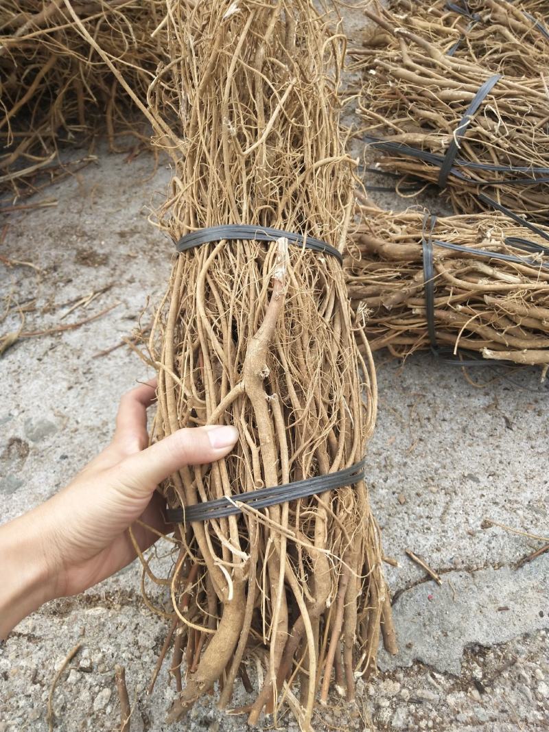 石参根无硫虎尾轮
