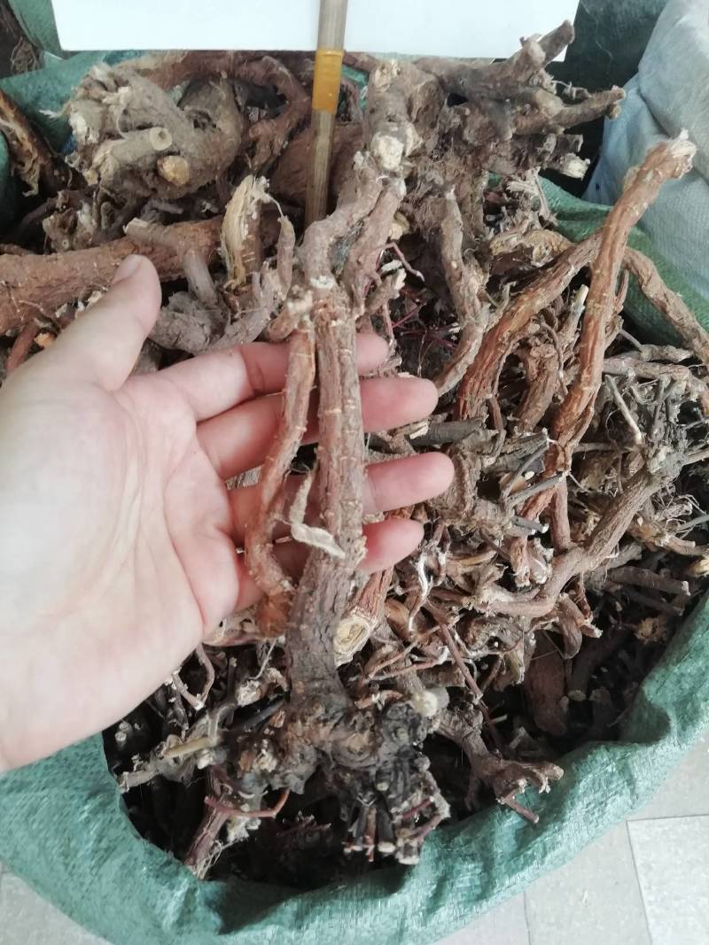 了哥王，全根，新货野生了哥王根雀仔麻九信草