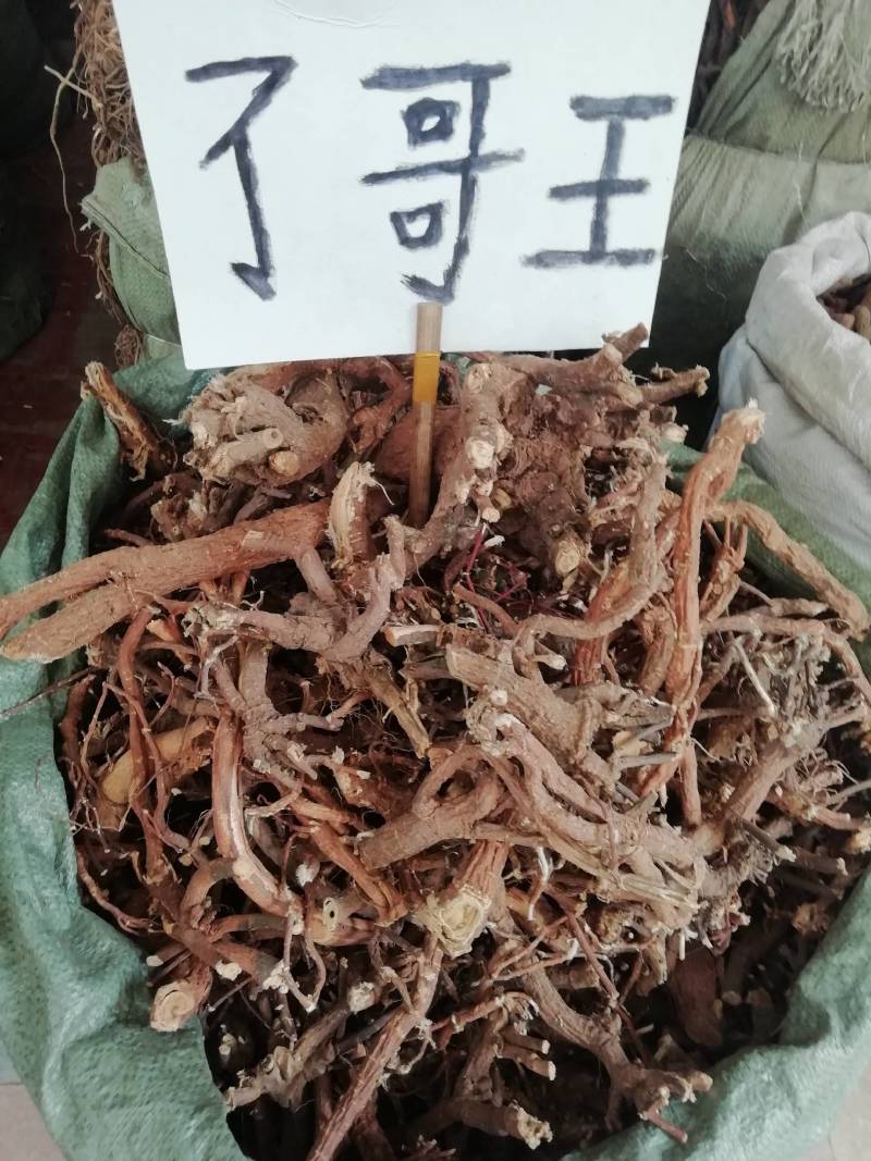 了哥王，全根，新货野生了哥王根雀仔麻九信草