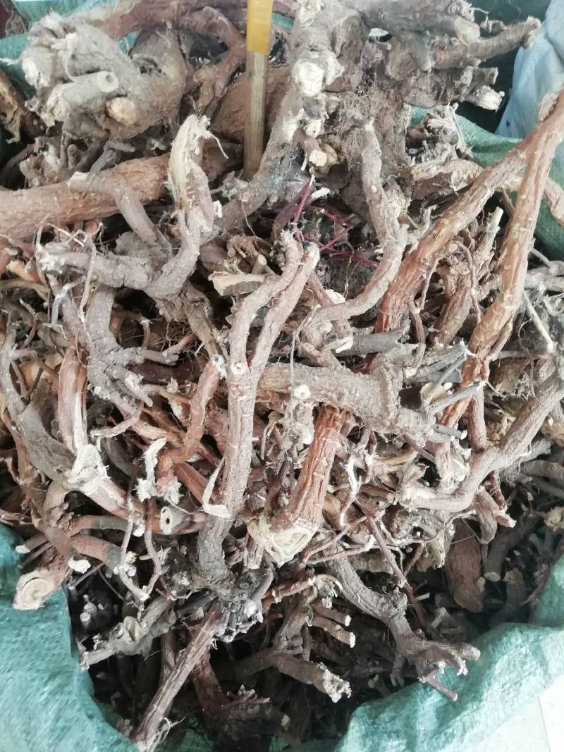 了哥王，全根，新货野生了哥王根雀仔麻九信草