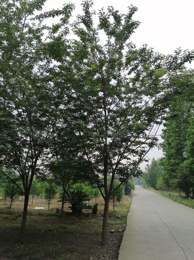 供应日本早樱基地直销日本早樱一手货源视频看货