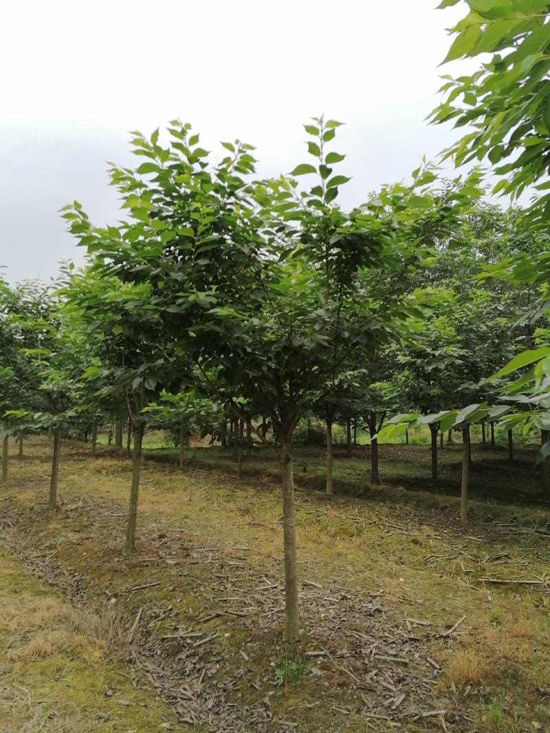 供应日本早樱基地直销日本早樱一手货源视频看货