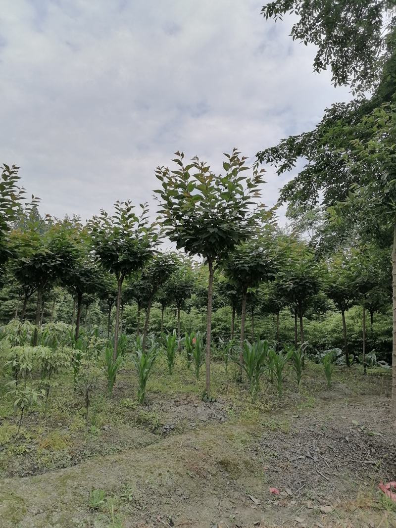 供应日本早樱基地直销日本早樱一手货源视频看货