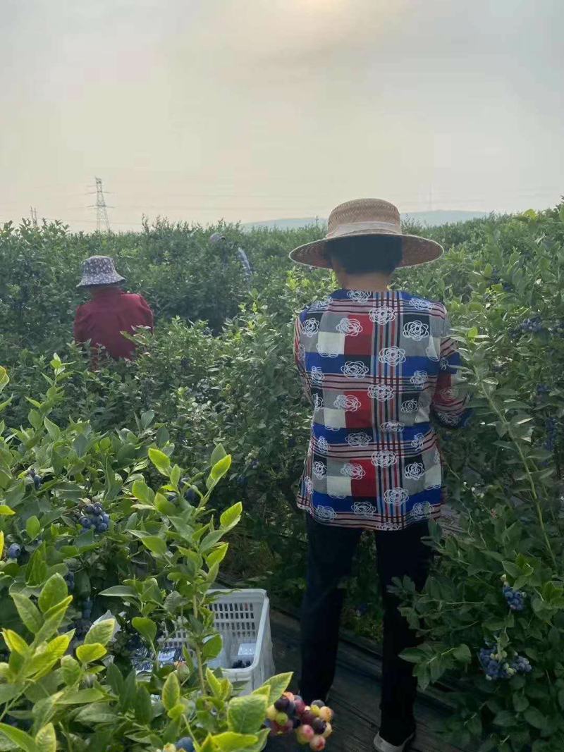 蓝莓苗常年供货基地直发包成活期待合作