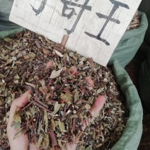 了哥王枝叶，新货野生了哥王枝，雀仔麻九信草