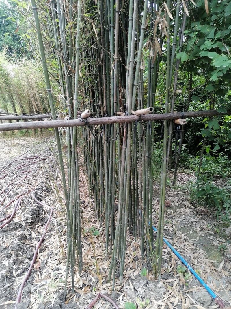 成都基地批发毛竹，高4-5米，一丛3-5根。
