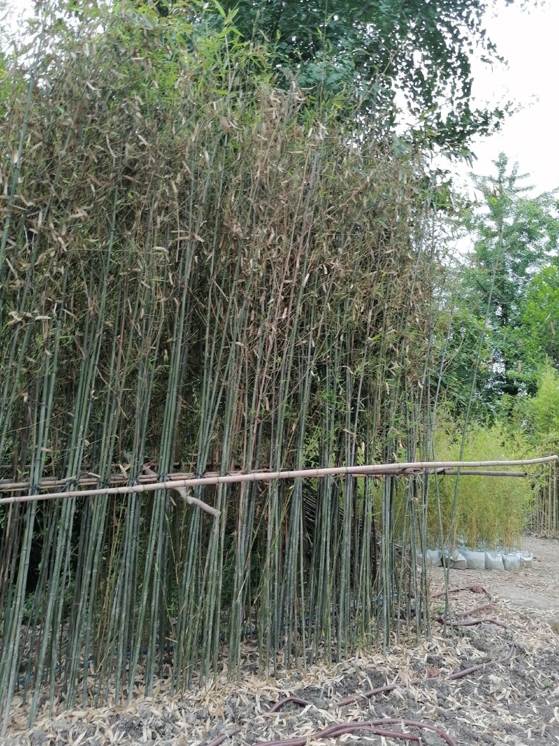 成都基地批发毛竹，高4-5米，一丛3-5根。