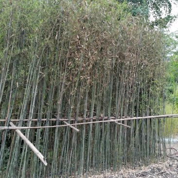 成都基地批发毛竹，高4-5米，一丛3-5根。