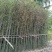 成都基地批发毛竹，高4-5米，一丛3-5根。
