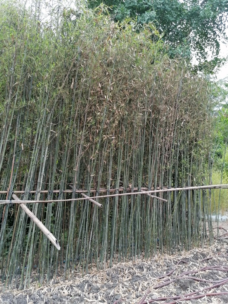 成都基地批发毛竹，高4-5米，一丛3-5根。