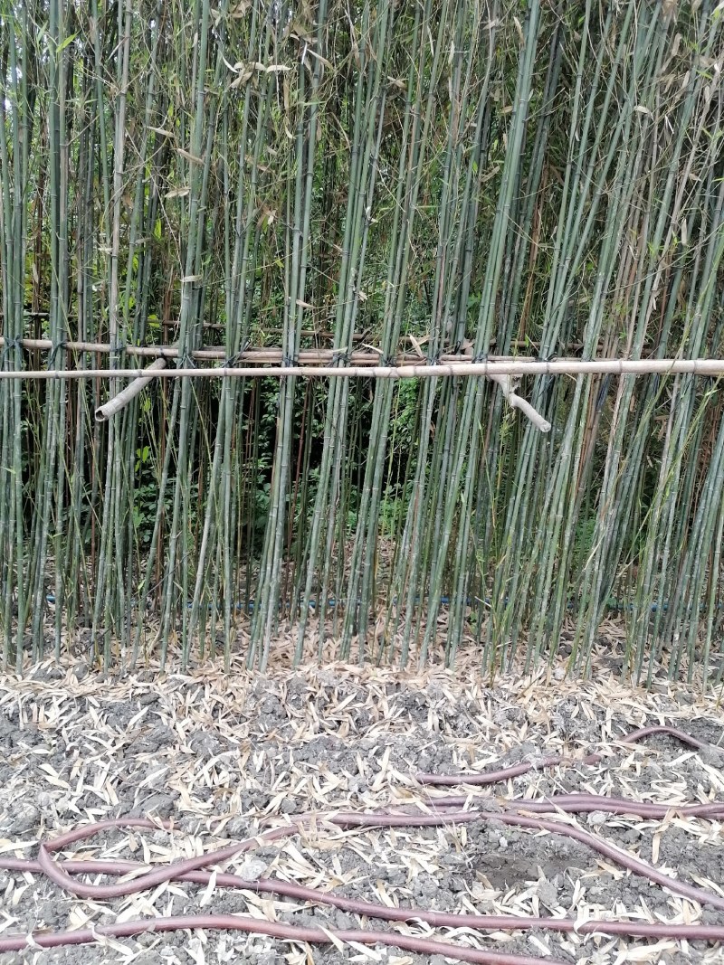 成都基地批发毛竹，高4-5米，一丛3-5根。