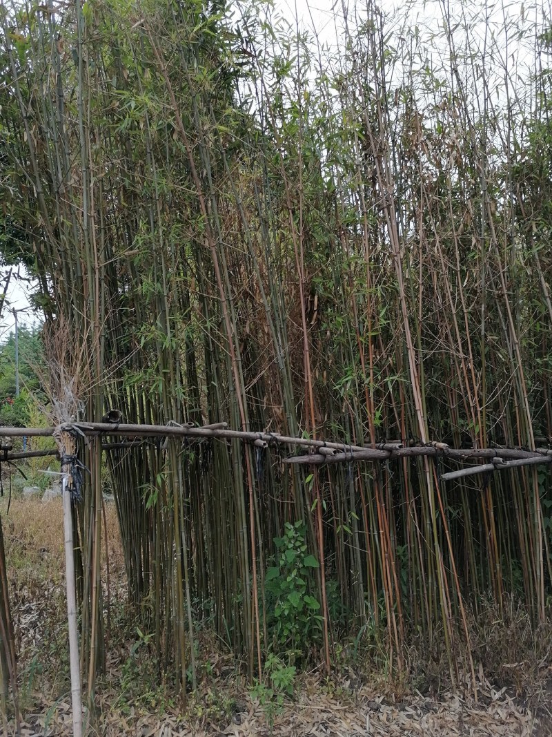 成都基地批发毛竹，高4-5米，一丛3-5根。