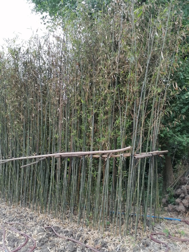 成都基地批发毛竹，高4-5米，一丛3-5根。