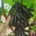 【热销纯正品种】甜蜜蓝宝石葡萄苗,可签订购苗合同