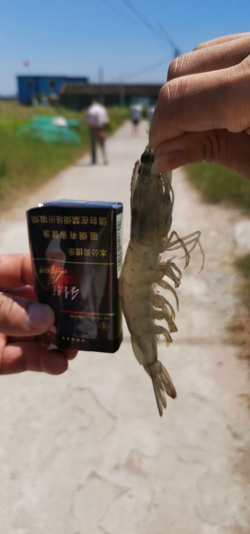 舟山活对虾，每天一万多斤16-20只/斤20-25