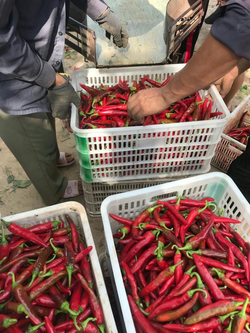 金乡干辣椒大量供应代收代存代发各地市场