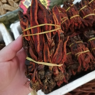回春草回心草顶天柱云南回春草一手大货批发