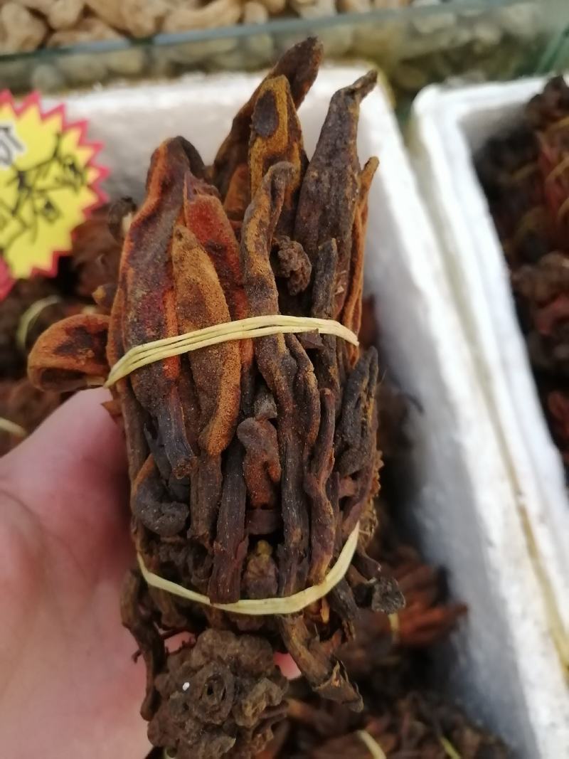 回春草回心草顶天柱云南回春草一手大货批发
