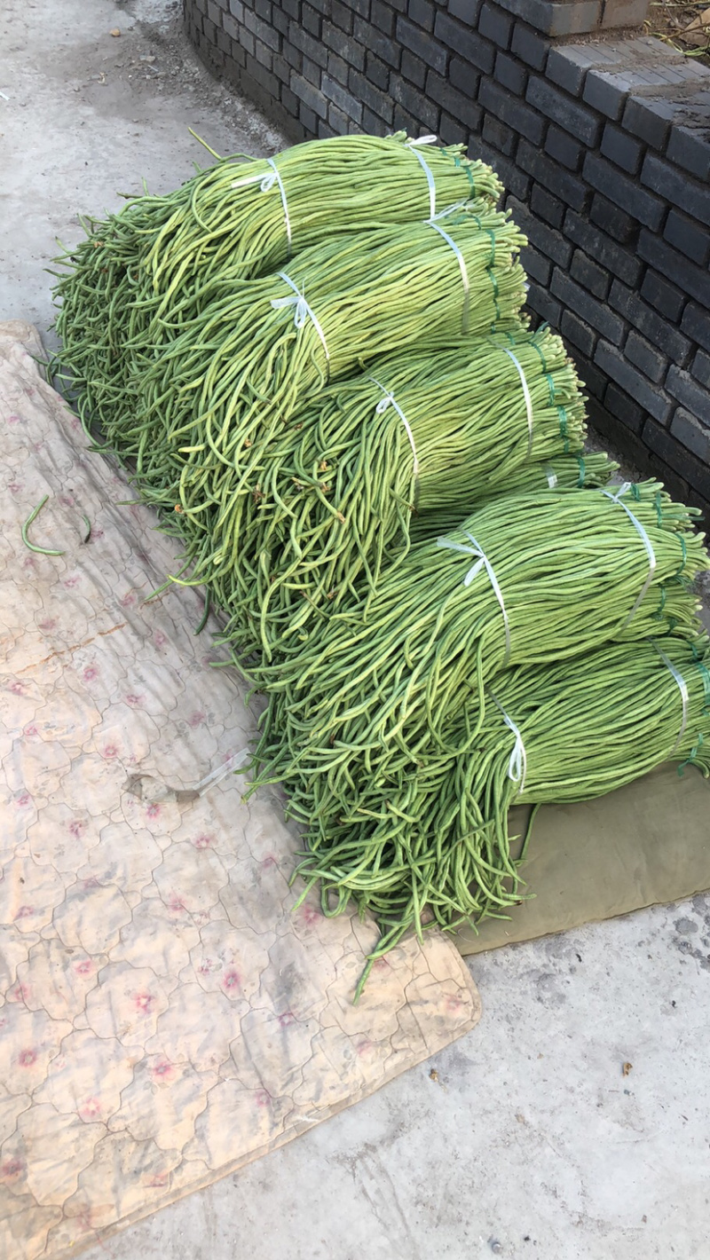 新乐长豆角大量上市中、欢迎新老客商前来采购