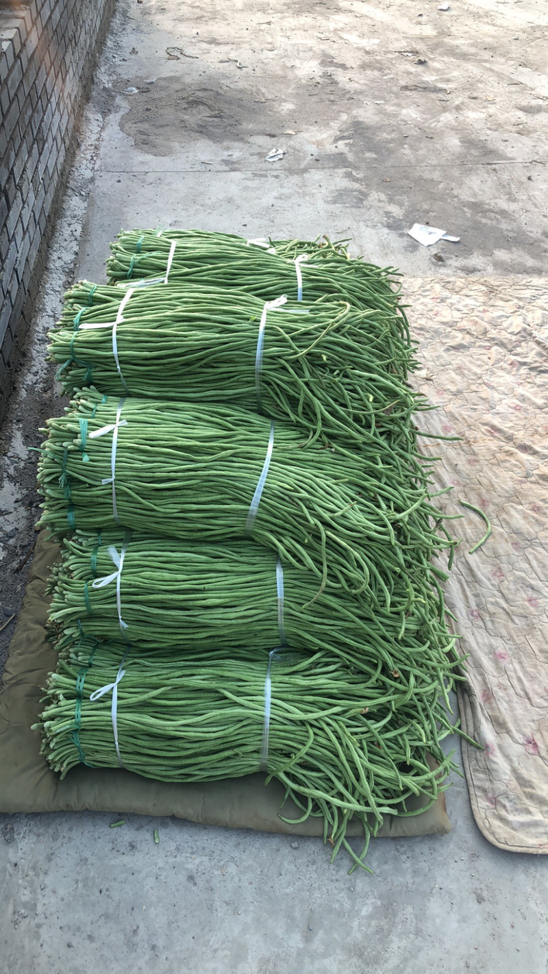 新乐长豆角大量上市中、欢迎新老客商前来采购