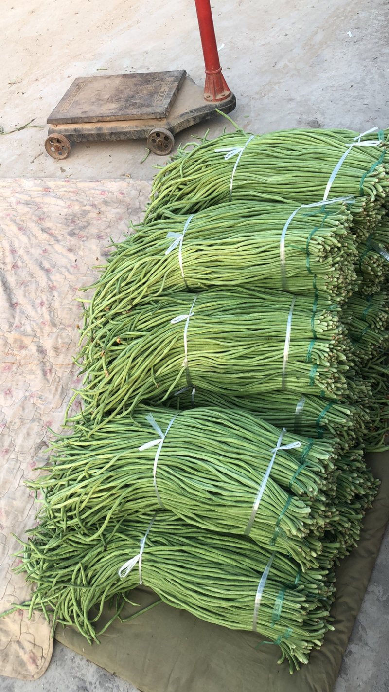 新乐长豆角大量上市中、欢迎新老客商前来采购