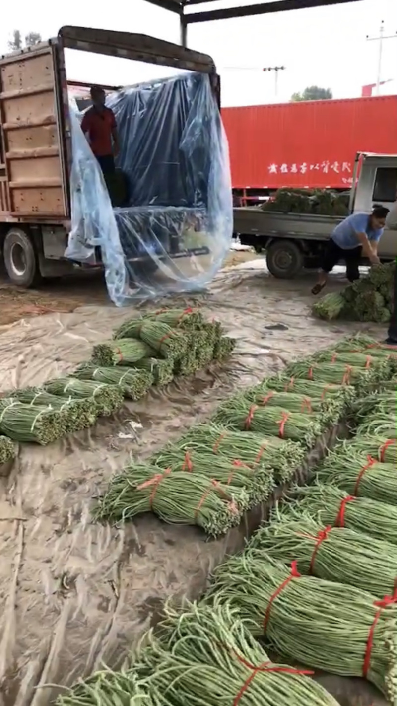 新乐长豆角大量上市中、欢迎新老客商前来采购