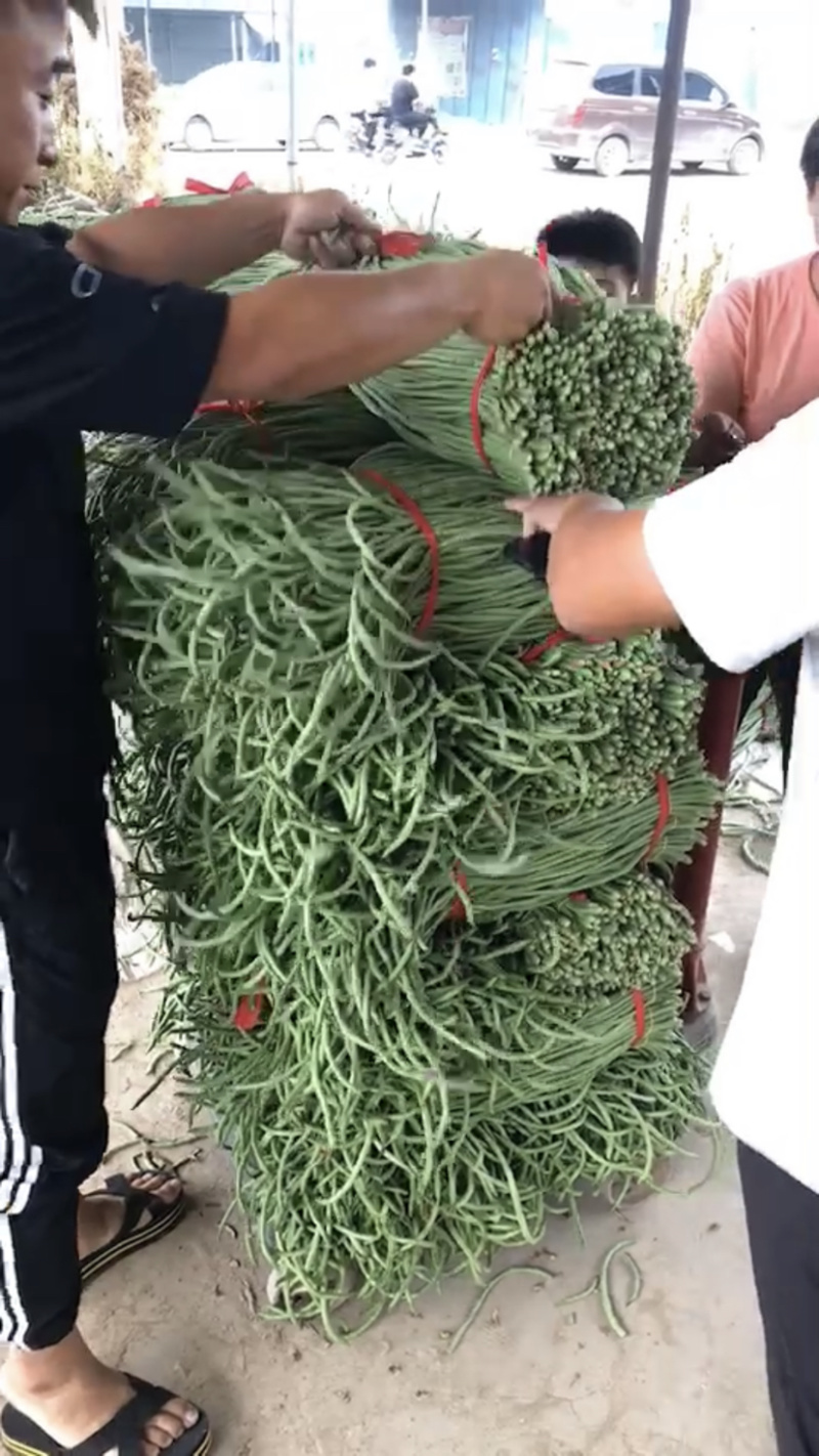 新乐长豆角大量上市中、欢迎新老客商前来采购