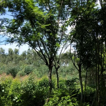 蓝花楹产地直销可供线上线下交易