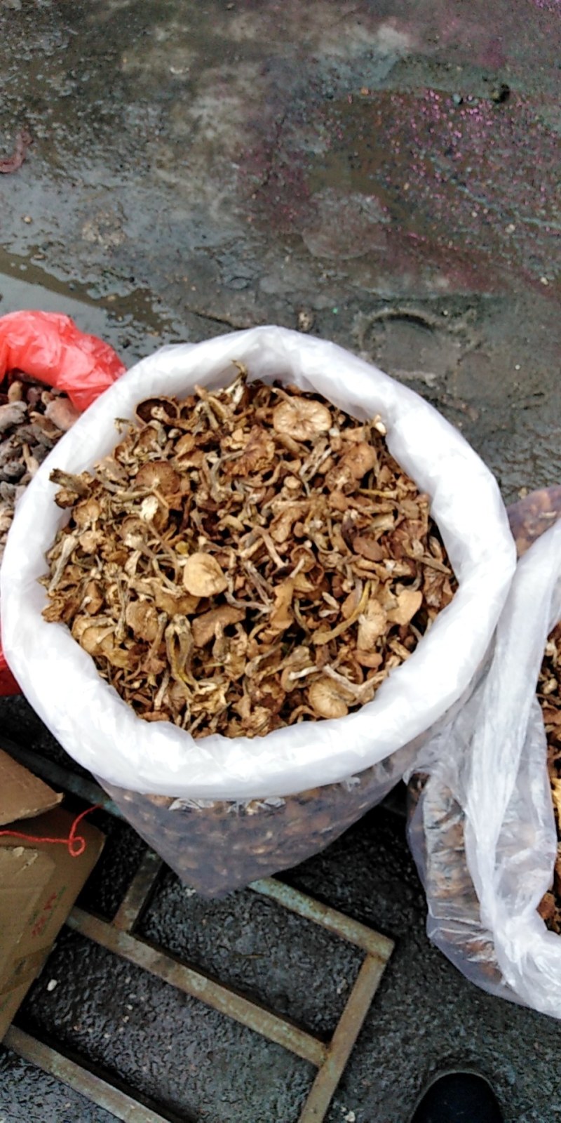 野生蘑菇纯辽宁开原山中特产一手货源质量保证全国发货