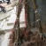 四川苍溪红心猕猴桃苗产地现挖现发品种纯正免费指导技术